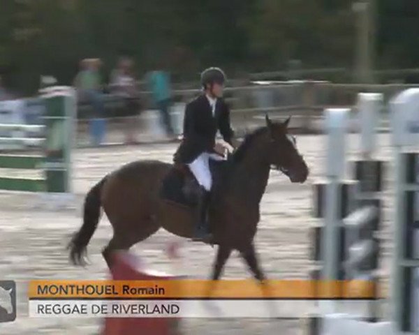 Pferd Reggae de Riverland (Selle Français, 2005, von Dollar de la Pierre)