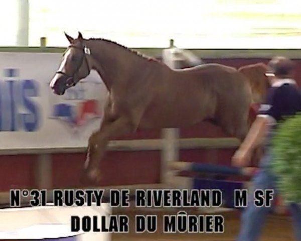horse Rusty de Riverland (Selle Français, 2005, from Dollar du Murier)