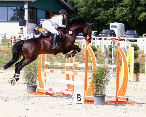 jumper Gilero (KWPN (Royal Dutch Sporthorse), 2011, from Ultimo)