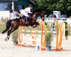 jumper Gilero (KWPN (Royal Dutch Sporthorse), 2011, from Ultimo)