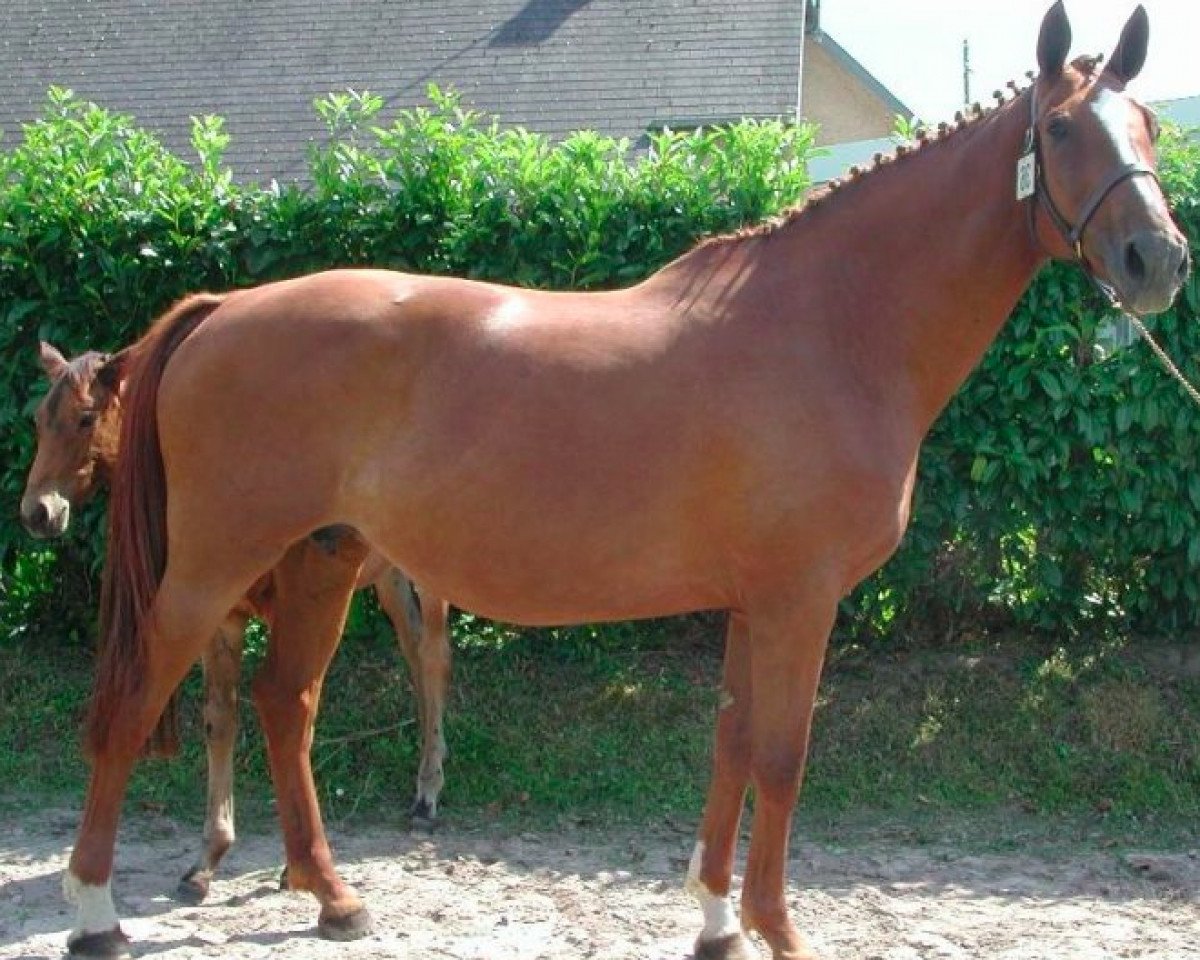 broodmare Ebene de Semilly (Selle Français, 1992, from Le Tot de Semilly)