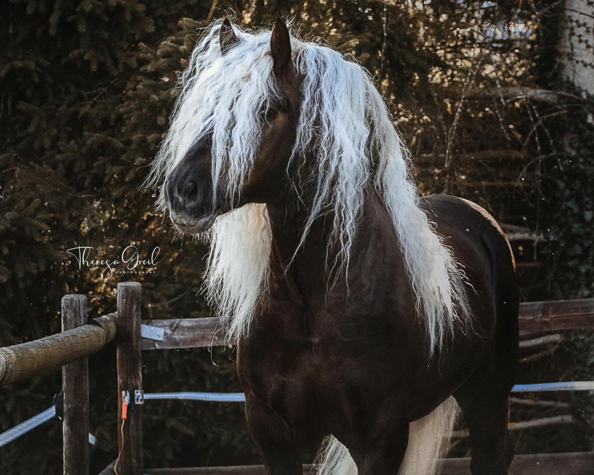 Semental Wilano (Sangre Fría de la Selva Negra, 2015, de Wildschütz)