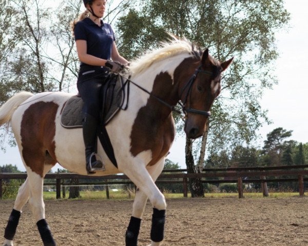 horse Sasouh (Oldenburg, 2011, from Southern Star)