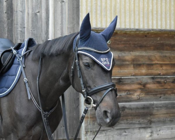 Pferd Casalavina (Württemberger, 2012, von Chinari)