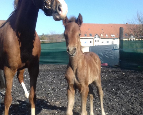 horse Petit Biscuit (German Riding Pony, 2020, from Blitz und Donner)