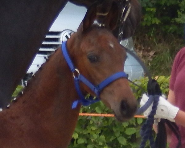 horse Miami´s Chacco Girl (German Sport Horse, 2017, from Chacco's Son II)