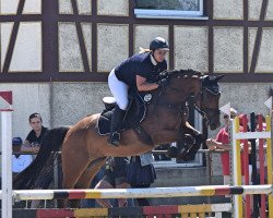dressage horse Struwelliese (Hanoverian, 2011, from Sir Shutterfly)