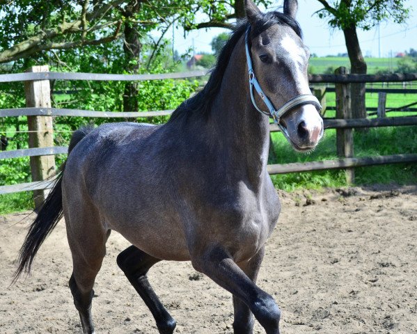 Dressurpferd Belana Coco (Westfale, 2013, von Balous Bellini)