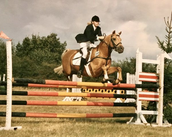 stallion Kirby Cane Bugler (Welsh-Pony (Section B), 1975, from Kirby Cane Sundog)
