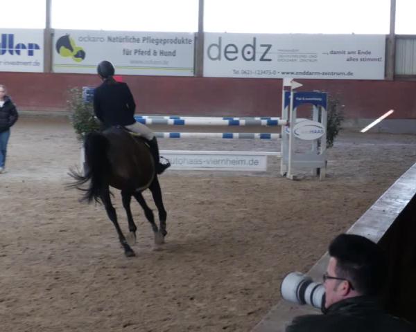 Reitturnier Viernheim 2026