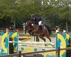 jumper Tyson 44 (Oldenburg show jumper, 2014, from Toulon)