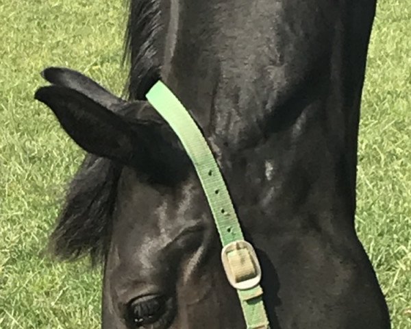 horse Fürst Feliciano 3 (Hanoverian, 2017, from Fürst Jazz)