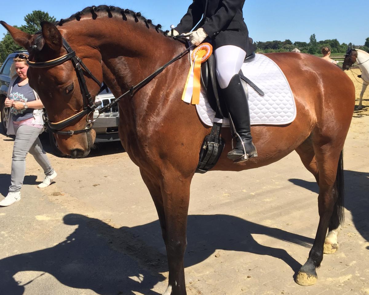 Dressurpferd Grandina 33 (Lettisches Warmblut, 2007, von Guidons)