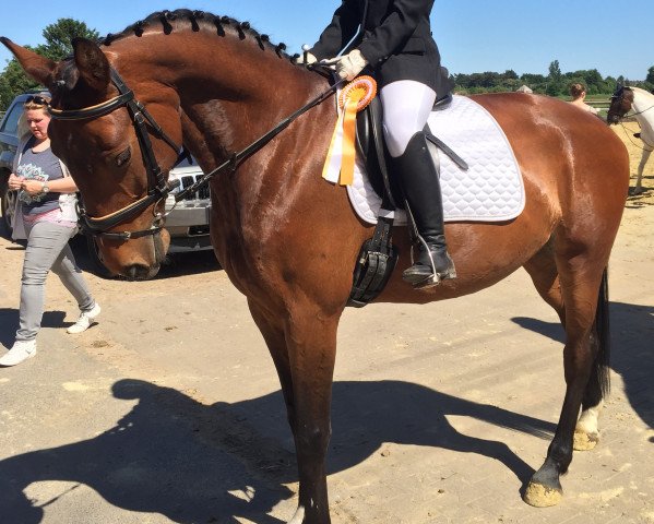 dressage horse Grandina 33 (Latvian Warmblood, 2007, from Guidons)