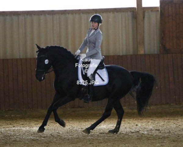 Dressurpferd Fury 537 (Pura Raza Espanola (PRE), 2009)