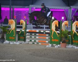 broodmare Latours Girl HaB Z (Zangersheide riding horse, 2015, from Latour VDM)