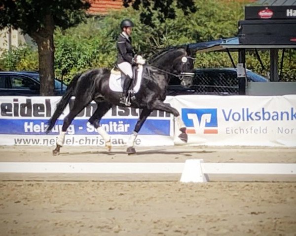 Dressurpferd Fantastic F (Hannoveraner, 2015, von Fürst Nymphenburg II)