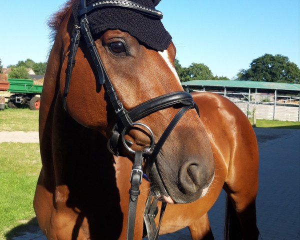 horse Quincy G 4 (German Warmblood, 2014, from Quaterback)