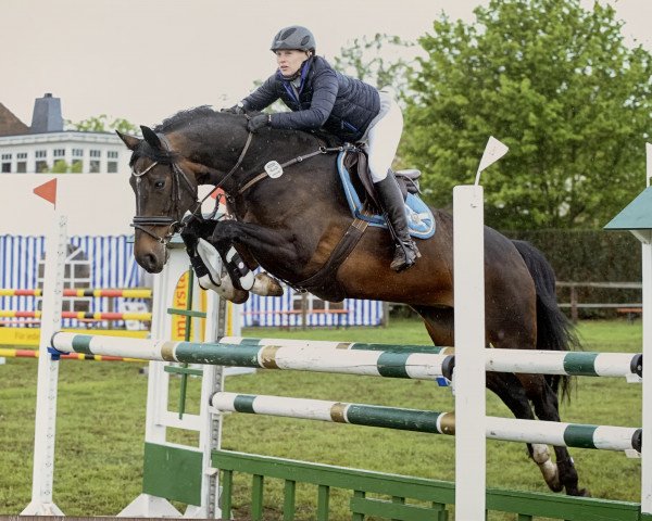 broodmare Balou's Baroness (Oldenburg, 2011, from Balou du Rouet)