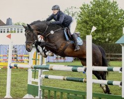 broodmare Balou's Baroness (Oldenburg, 2011, from Balou du Rouet)