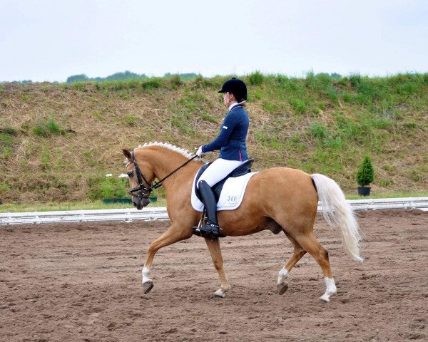 Dressurpferd Garfield (Deutsches Reitpony, 2008, von FS Golden Highlight) Dressurpferd Garfield (Deutsches Reitpony, 2008, von FS Golden Highlight)