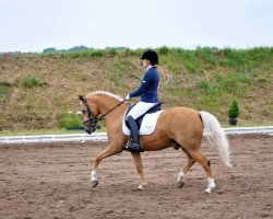 dressage horse Garfield (German Riding Pony, 2008, from FS Golden Highlight)