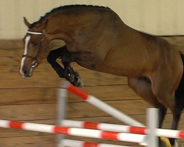 jumper Everest de Riverland (Selle Français, 2014, from Lifestyle)