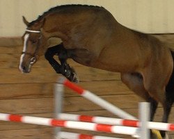 jumper Everest de Riverland (Selle Français, 2014, from Lifestyle)