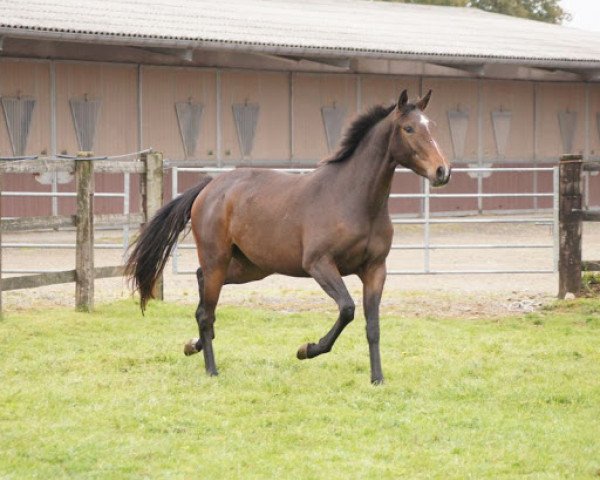 horse Dynastie de Riverland (Selle Français, 2013, from Sunday de Riverland)
