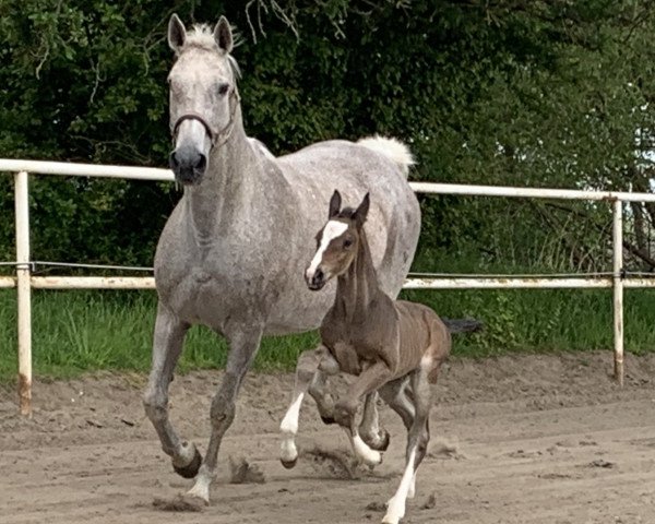 broodmare Quibelle (Westphalian, 2003, from Quidam de Revel)