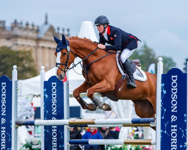 horse Cassiana de Riverland (Selle Français, 2012, from Tinka's Boy)