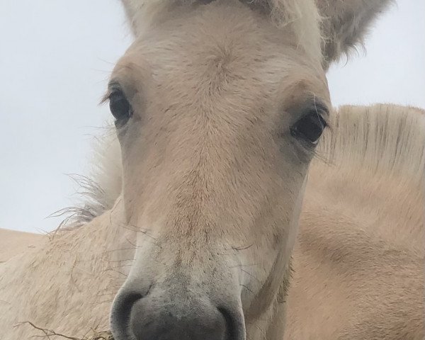horse Milano (Fjord Horse, 2020, from Maurids)