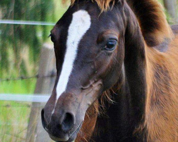 dressage horse Venustas Dark Chocolate Fox (German Riding Pony, 2016, from Dark Dornik)