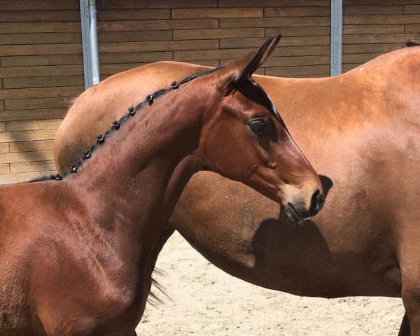 horse Katharsis (Oldenburg, 2020, from Tannenhof's Fahrenheit)