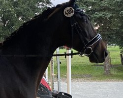 Dressurpferd Gattuso (Trakehner, 2014, von Grimani)