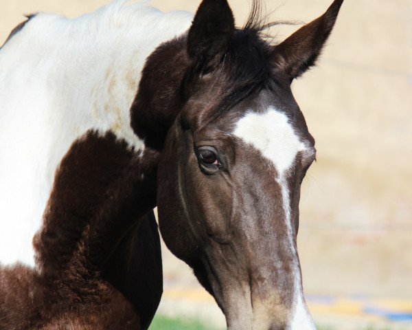 jumper Memory 133 (German Warmblood, 2013, from Magic Color)