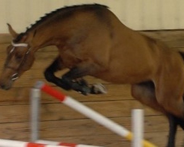 horse Easyvol of Riverland (Selle Français, 2014, from Con Air)