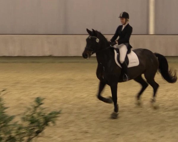 Münster-Handorf 2014