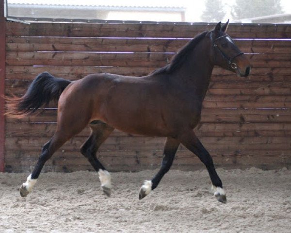 Pferd Avenir de Riverland (Selle Français, 2010, von Qlassic Bois Margot)