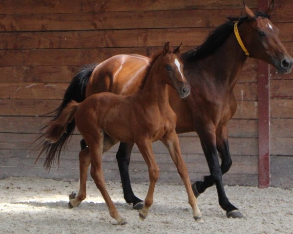 broodmare Presence de Riverland (Selle Français, 2003, from Kannan)