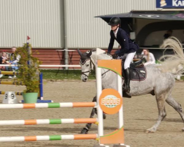 Torneo Ecuestre Zweibrücken-Landgestüt 2026