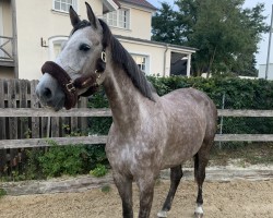 jumper Horse Gym's Classina (German Sport Horse, 2015, from Casalito)