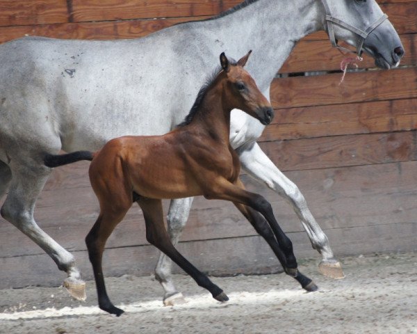 horse Instant de Riverland (Selle Français, 2018, from Quinoto Bois Margot)