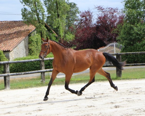 jumper Gentleman Riverland (Selle Français, 2016, from L'Arc de Triomphe)