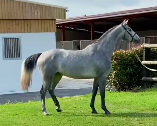 Springpferd Guepard de Riverland (Selle Français, 2016, von L'Arc de Triomphe) Springpferd Guepard de Riverland (Selle Français, 2016, von L'Arc de Triomphe)