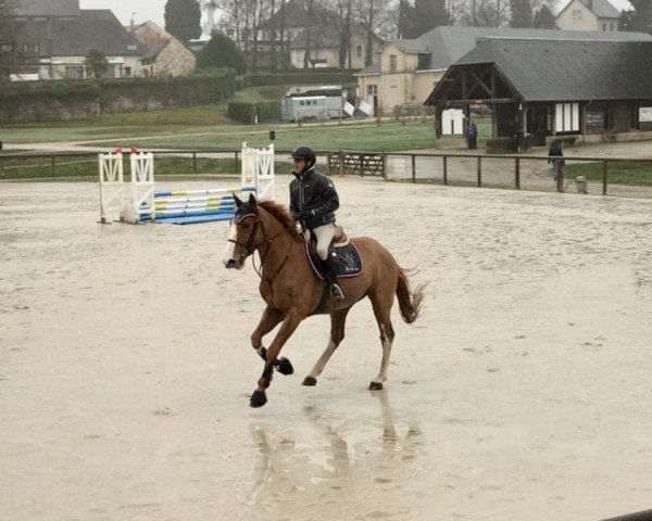 Pferd Granit de Riverland (Selle Français, 2016, von Qlassic Bois Margot)