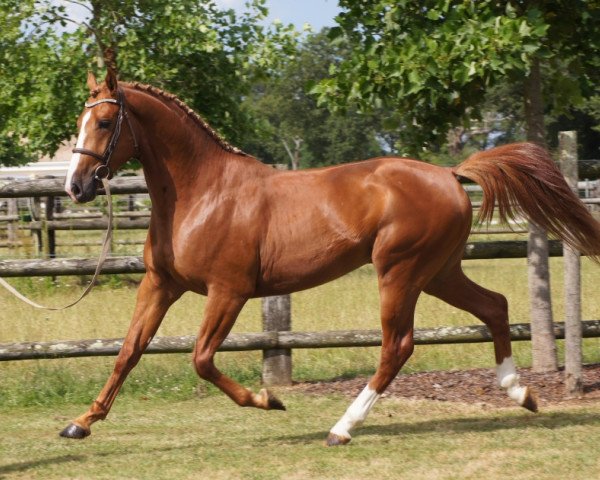 horse Fairplay de Riverland (Selle Français, 2015, from Vagabond de la Pomme)