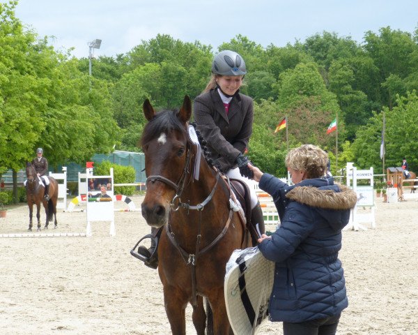 Springpferd Cosmonaut (Holsteiner, 2000, von Claudio's Son)