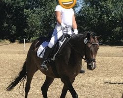 Zuchtstute Jessy (Deutsches Reitpony, 2013, von Jacky Boy)