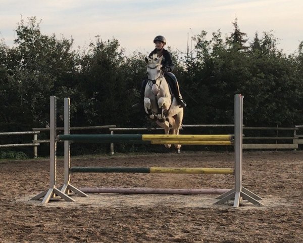 broodmare Paula S (German Sport Horse, 2004, from Paulaner) broodmare Paula S (German Sport Horse, 2004, from Paulaner)